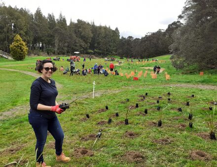 Tree Planting