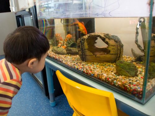 Early Learning Centre Massey Fish